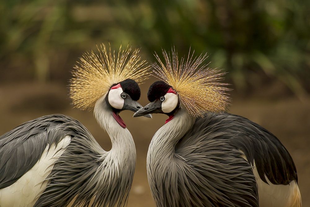 Grey-crowned-crane. Original public domain image from Wikimedia Commons