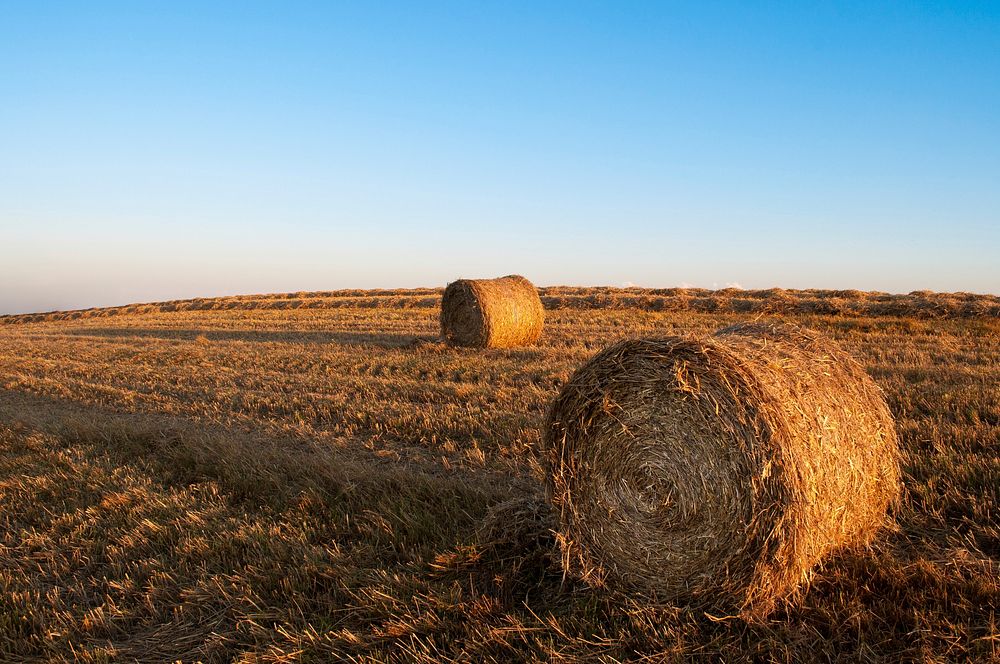 Two straw bales out on a field, in the sun; clear sky. Original public domain image from Wikimedia Commons