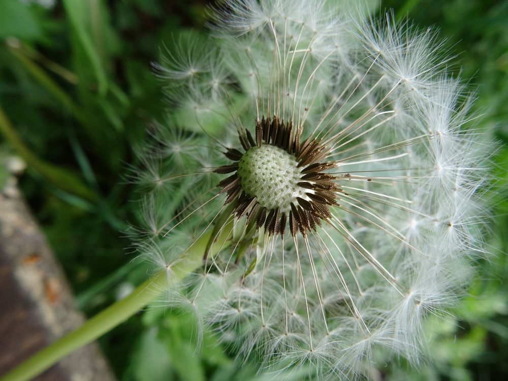 Dandelion Seeds. Original public domain image from Wikimedia Commons