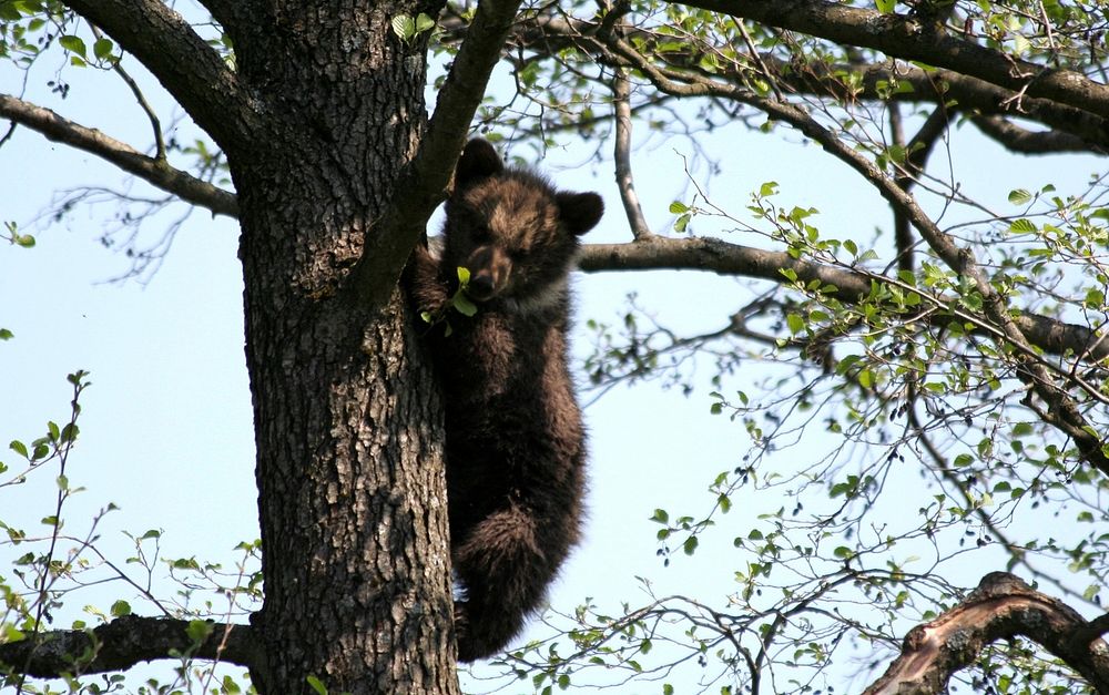 Small bear on the tree. Original public domain image from Wikimedia Commons