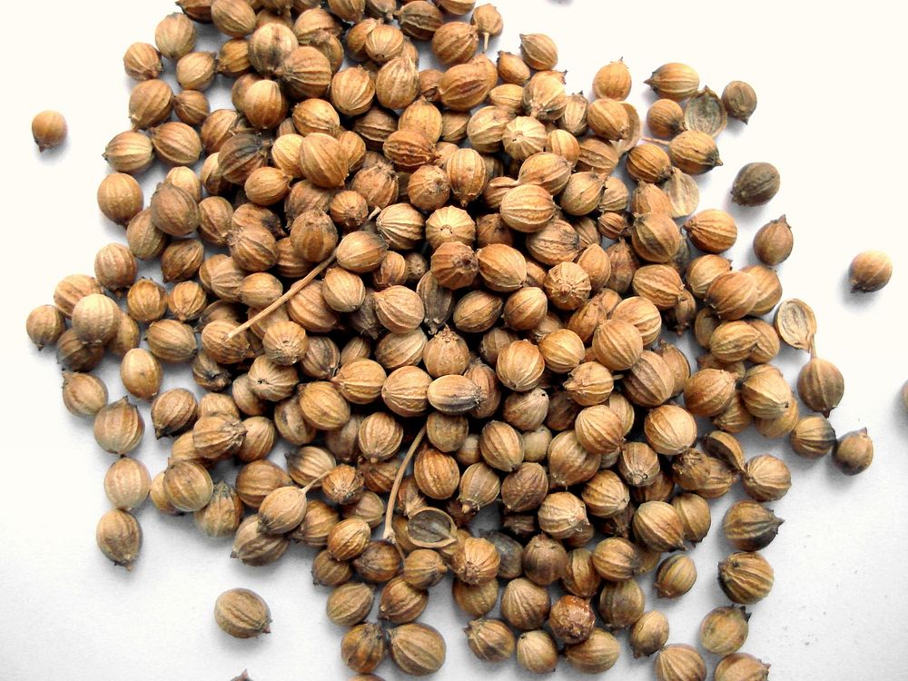 Coriandre en grain (Fruits de coriandre). Original public domain image from Wikimedia Commons