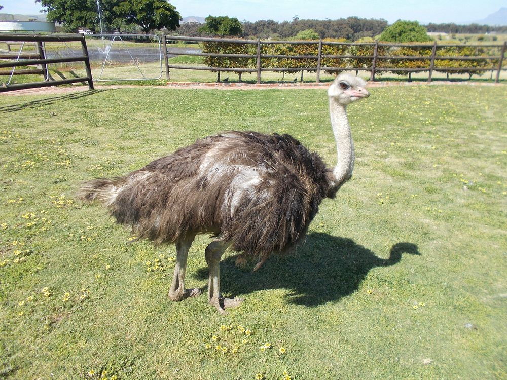 "Tom Thumb" at the Cape Town Ostrich ranch in Johannesburg is the World's smallest Ostrich as certified by the "Guinness…