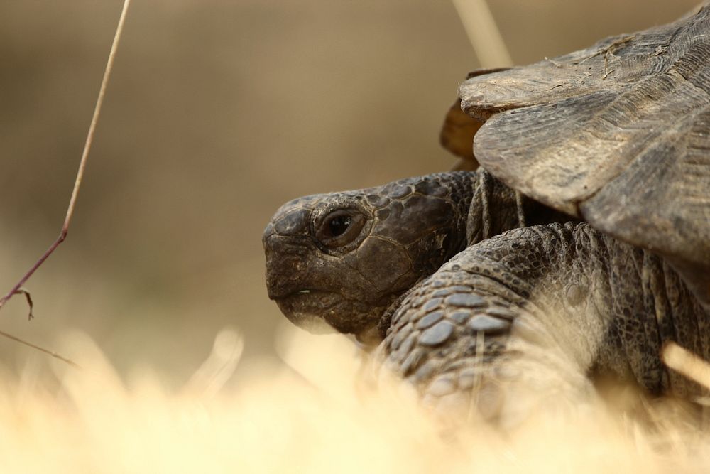 Tortoise. Original public domain image from Wikimedia Commons