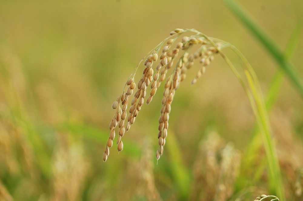 Japonica rice. Original public domain image from Wikimedia Commons