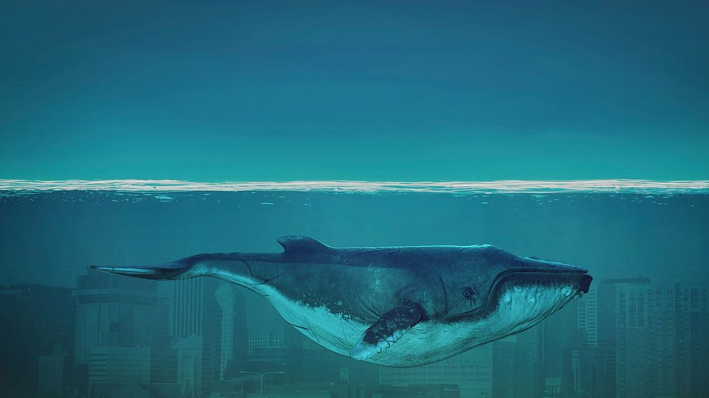 Whale wallpaper desktop, animal illustration HD background. Original public domain image from Wikimedia Commons