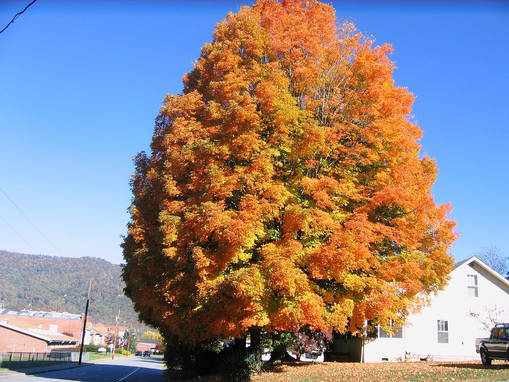 Autumn Color by Hazelwood Elementary/Folkmoot. Original public domain image from Wikimedia Commons