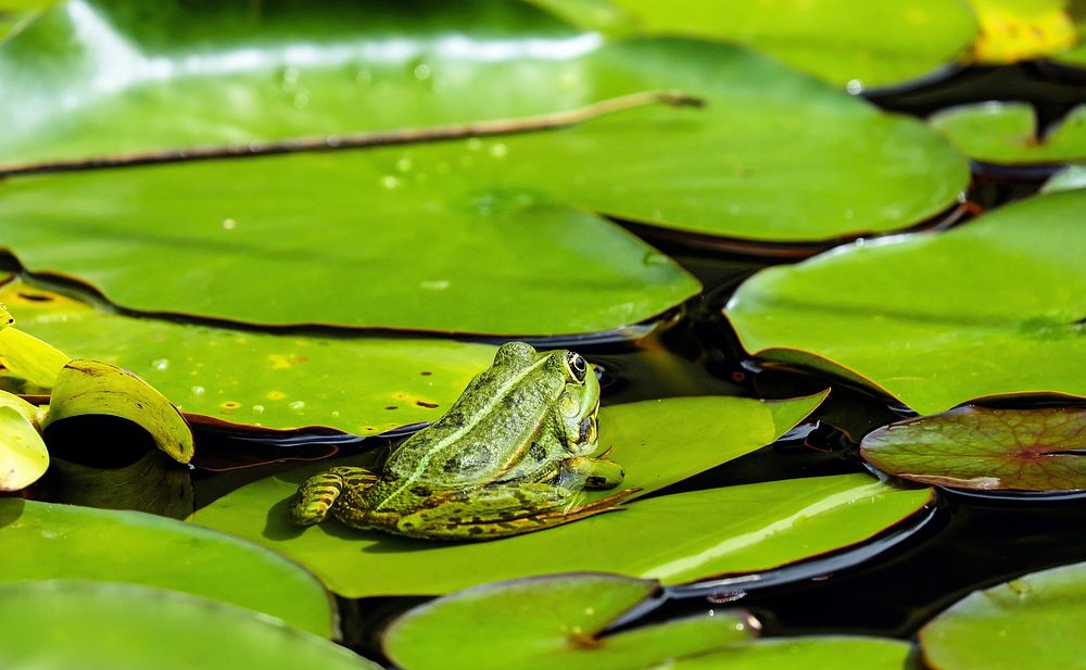 A frog on a Nuphar pumila leaf. Original public domain image from Wikimedia Commons