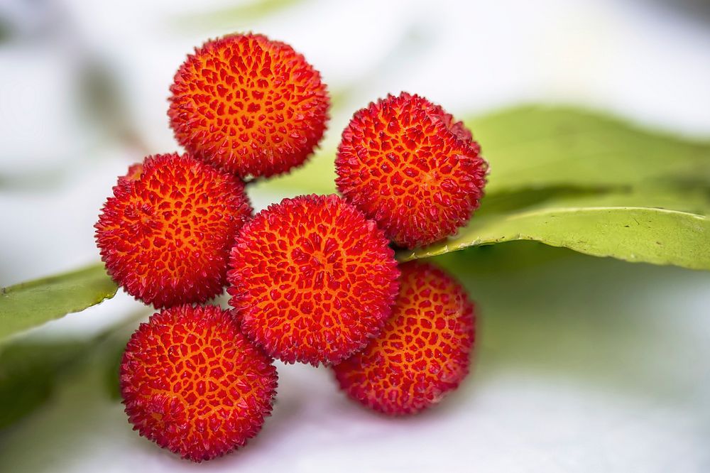 Arbutus fruits. Original public domain image from Wikimedia Commons