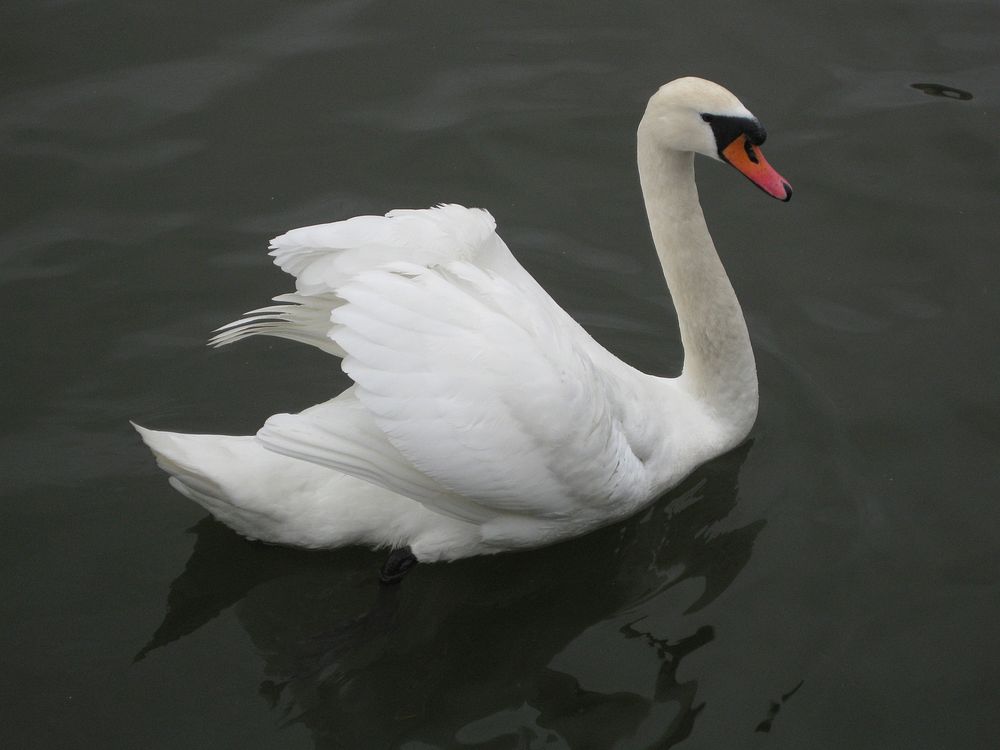 A swan on Lake Bled. Original public domain image from Wikimedia Commons