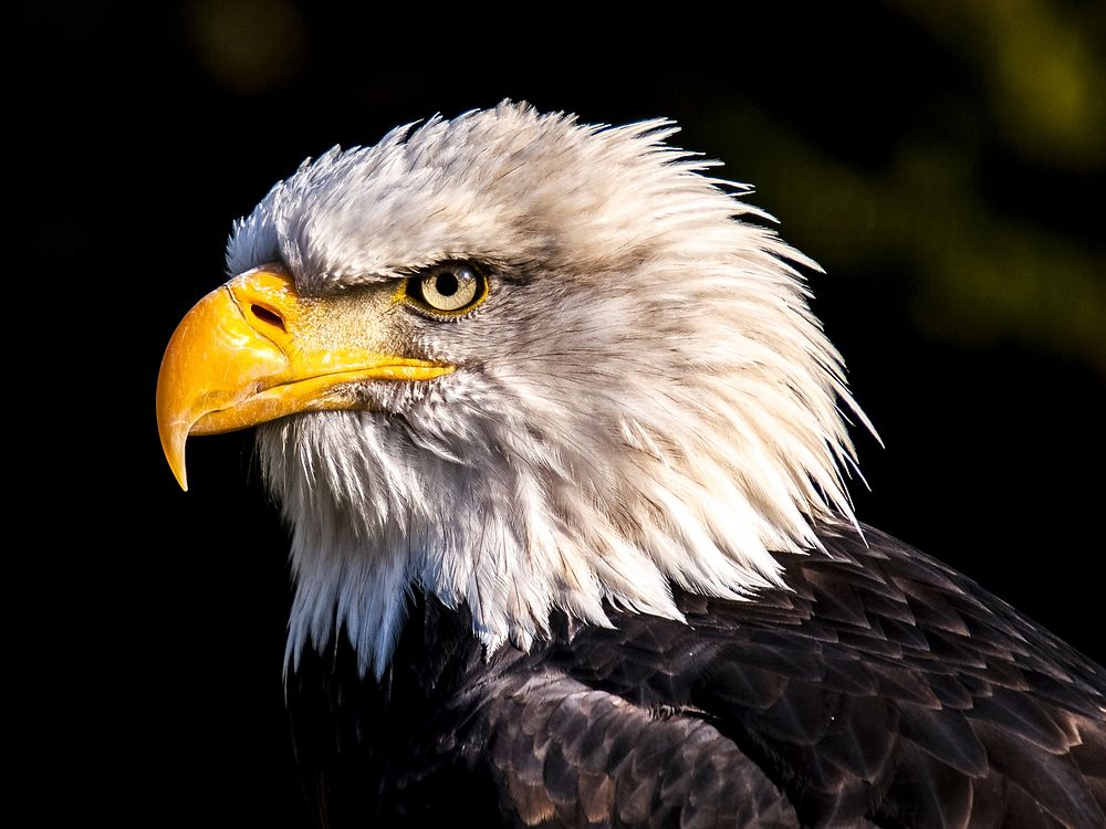 Bald eagle. Original public domain image from Wikimedia Commons