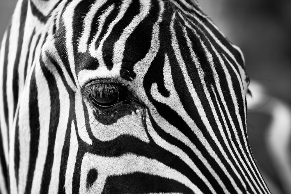 Closeup of stripes around a zebra's eyes. Original public domain image from Wikimedia Commons