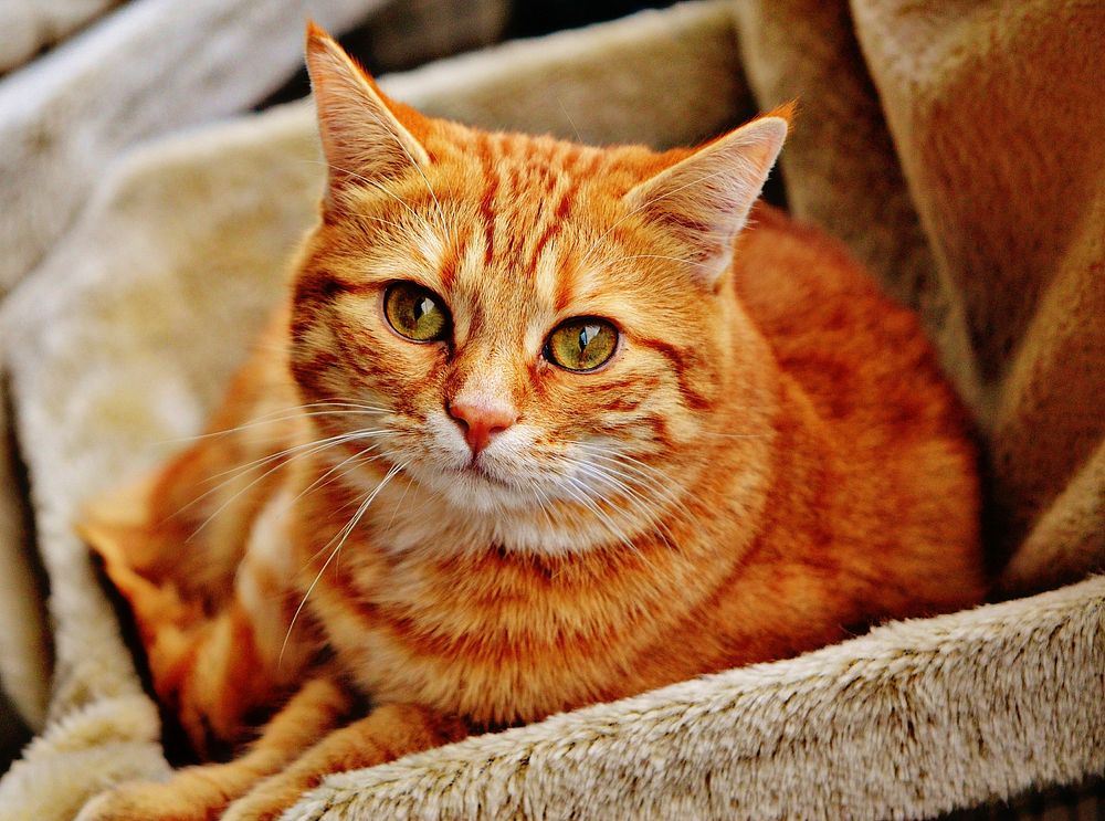 A red cat. Original public domain image from Wikimedia Commons