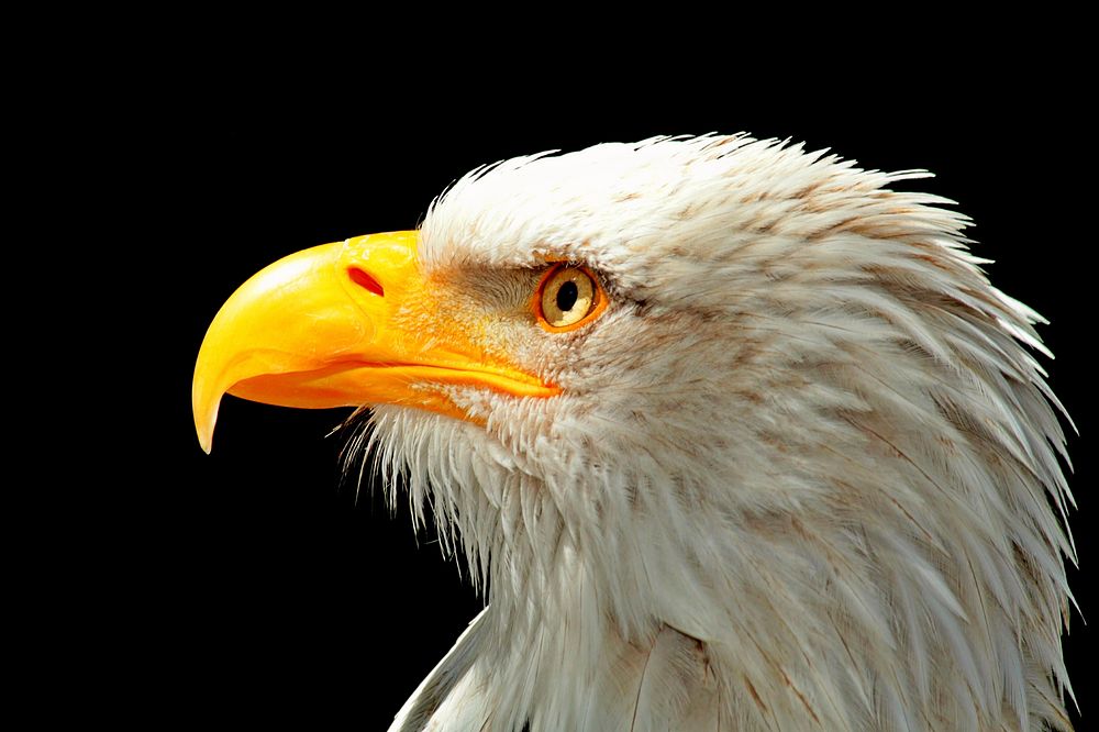 A head of a Bald Eagle (Haliaeetus leucocephalus). Original public domain image from Wikimedia Commons