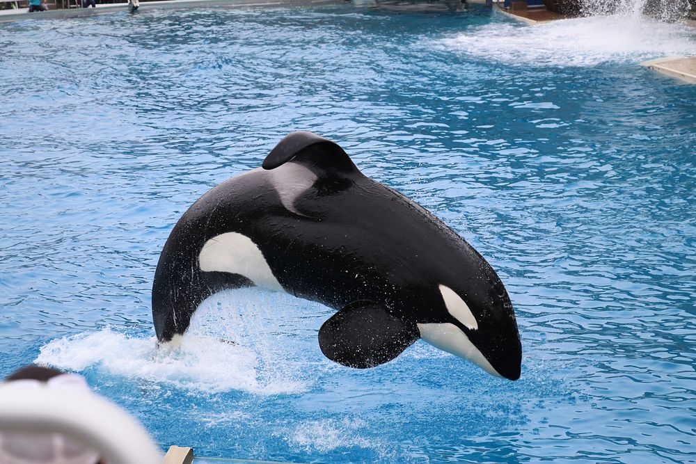 An orca performing at Seaworld San Diego. Original public domain image from Wikimedia Commons