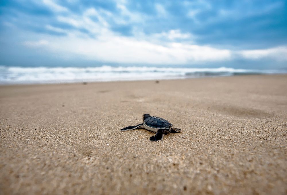 A baby sea turtle. Original public domain image from Wikimedia Commons