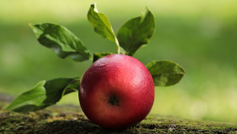 Red Apple Images  Free Photos, PNG Stickers, Wallpapers & Backgrounds -  rawpixel