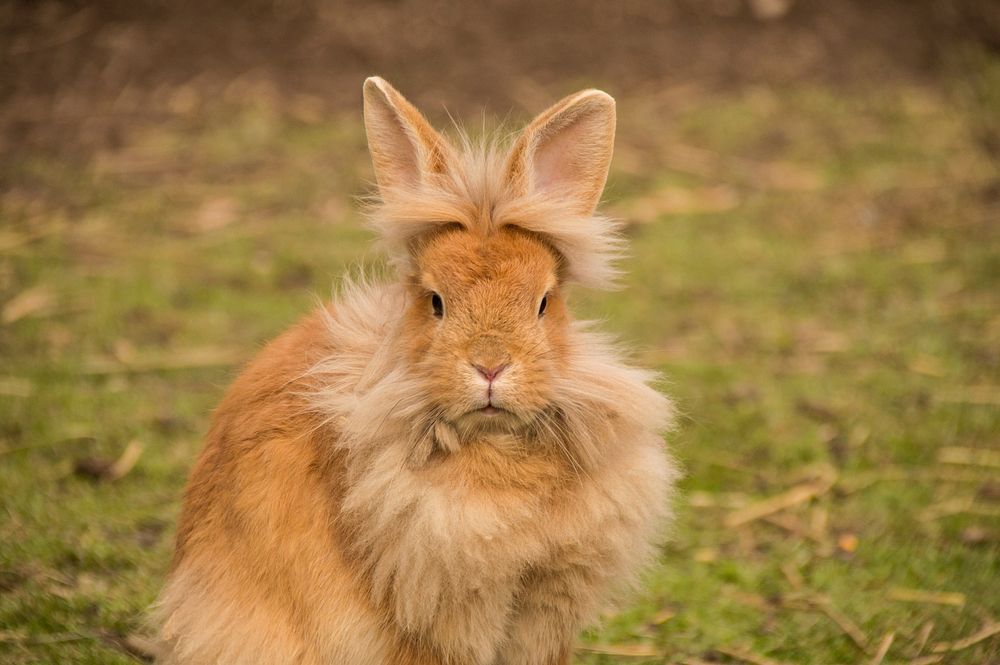 Lionhead rabbit sitting and looking at camera. Original public domain image from Wikimedia Commons