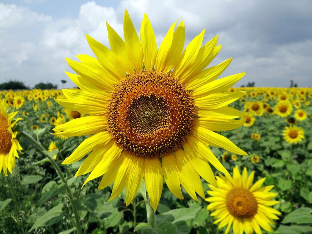 Sunflower field in India. Original public domain image from Wikimedia Commons