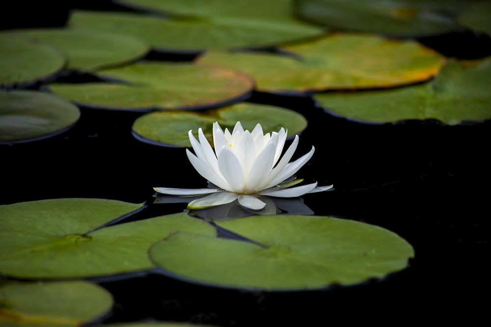 Water-lily. Original public domain image from Wikimedia Commons