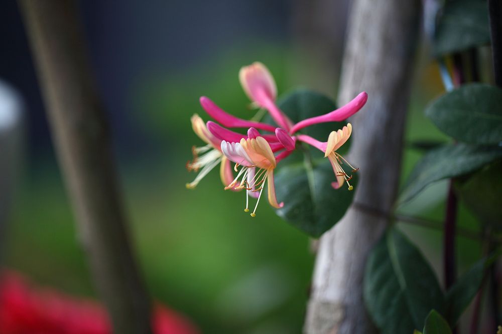 Coral honeysuckle (Lonicera sempervirens L.). Original public domain image from Wikimedia Commons