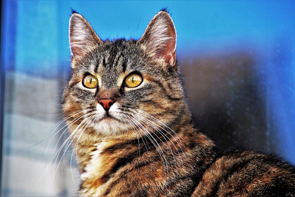 Tabby cat. Original public domain image from Wikimedia Commons