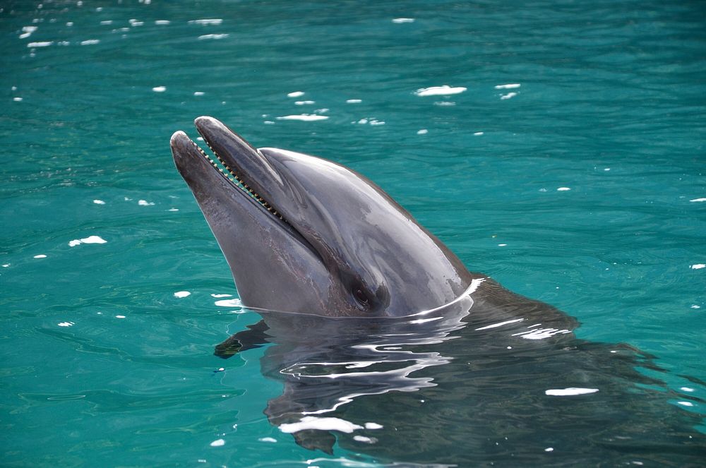 Dolphin. Original public domain image from Wikimedia Commons