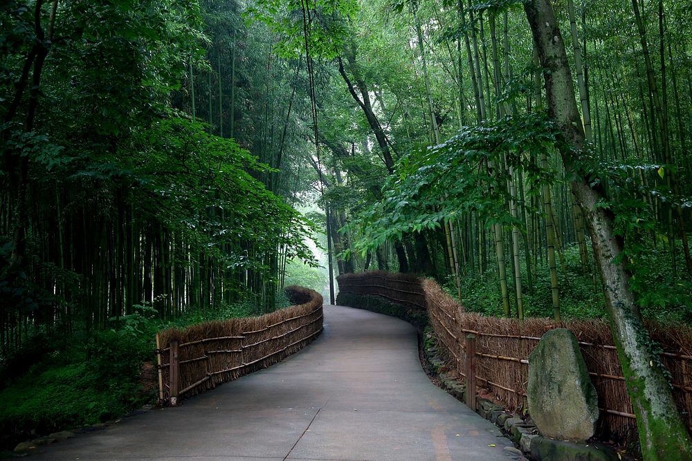 Bamboo tree pathway. Original public domain image from Wikimedia Commons