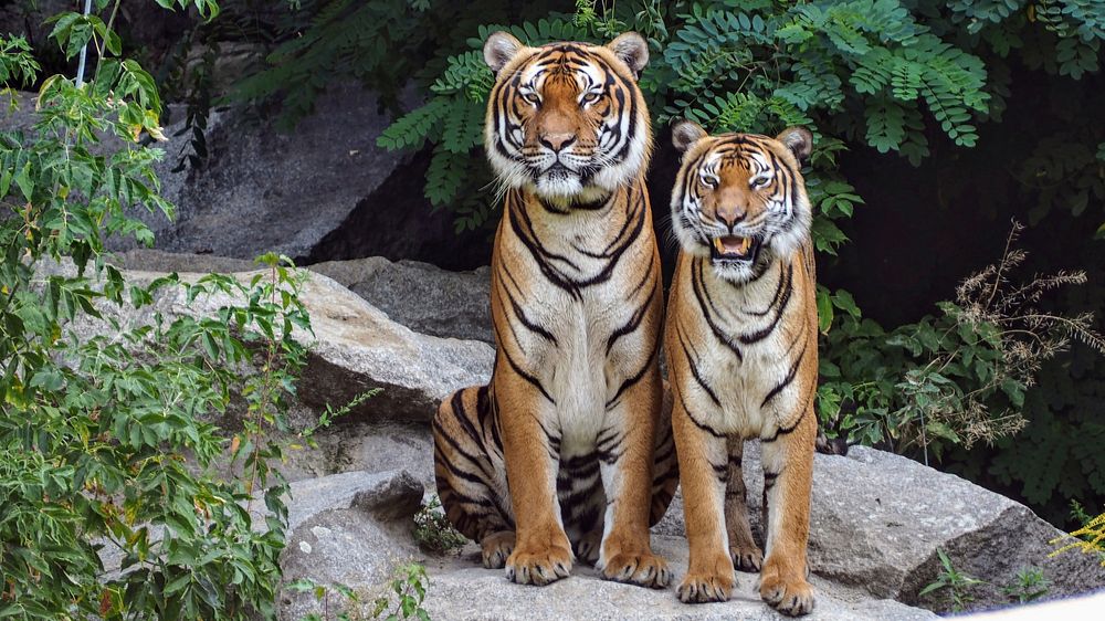 Two orange tigers sitting beside each other. Original public domain image from Wikimedia Commons