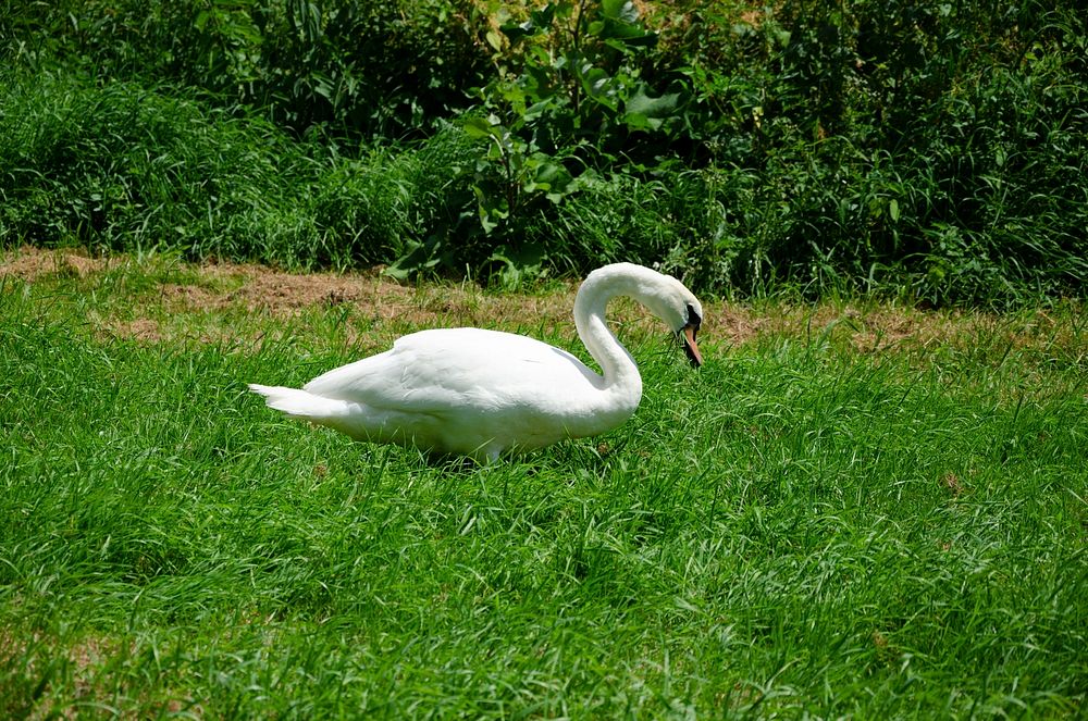 Mute swan (Cygnus olor) foraging for grass. Original public domain image from Wikimedia Commons
