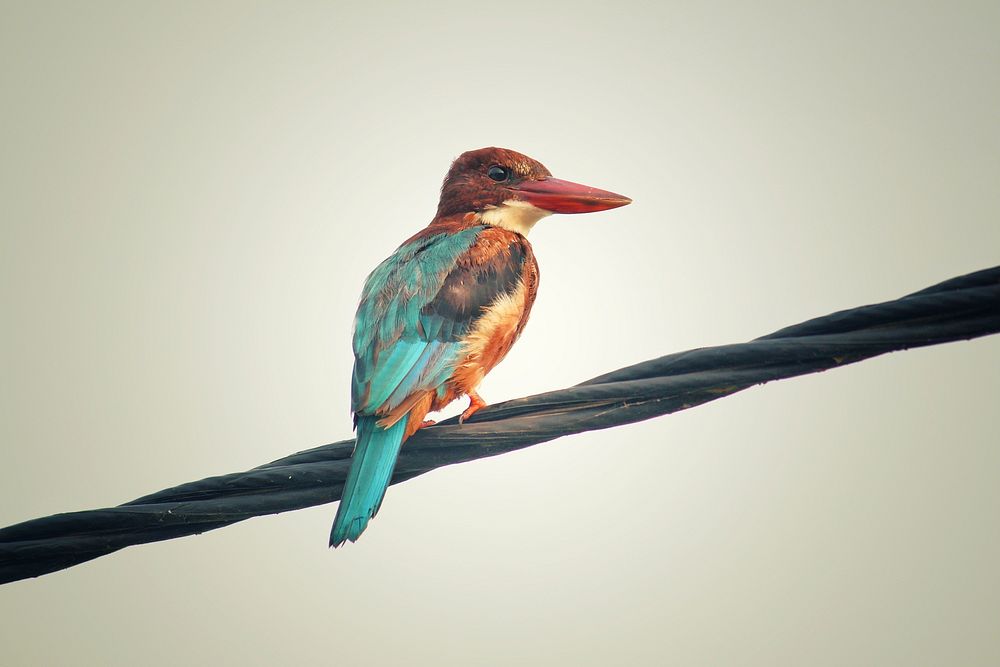 A white-throated kingfisher (Halcyon smyrnensis) sitting on a wire. Original public domain image from Wikimedia Commons