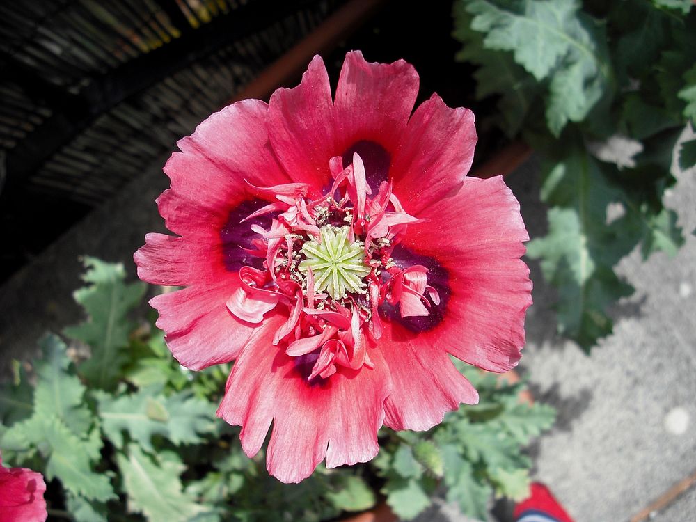 A red/pink Opium Poppy (papaver somniferum) in flower. Original public domain image from Wikimedia Commons