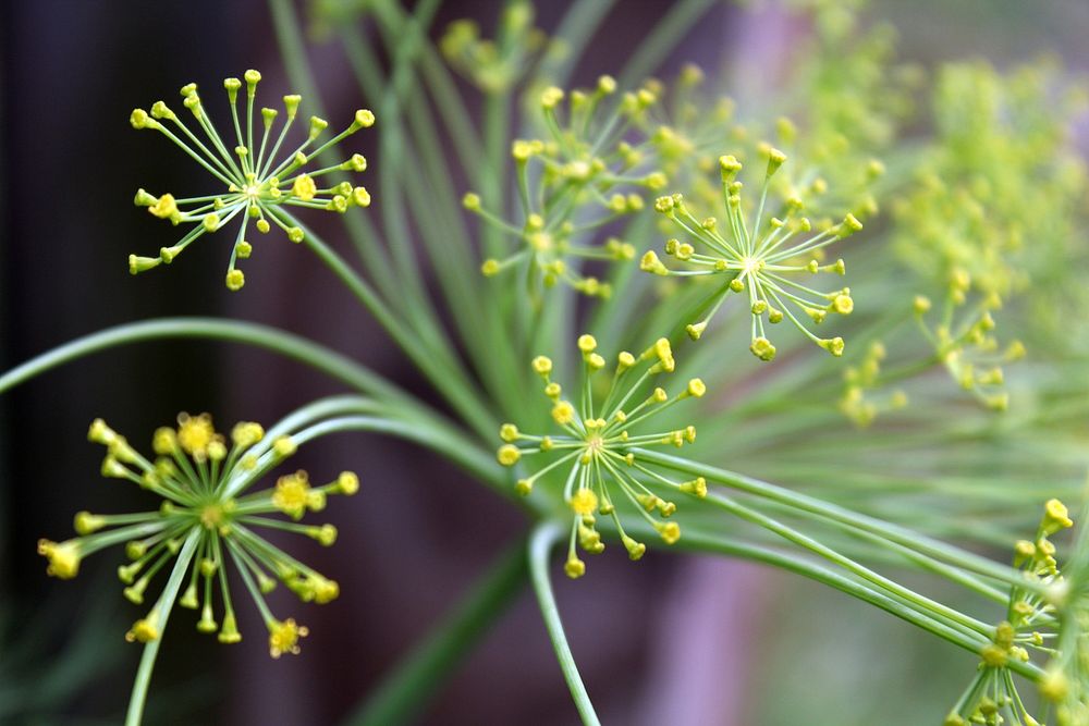 Dill bloom. Original public domain image from Wikimedia Commons