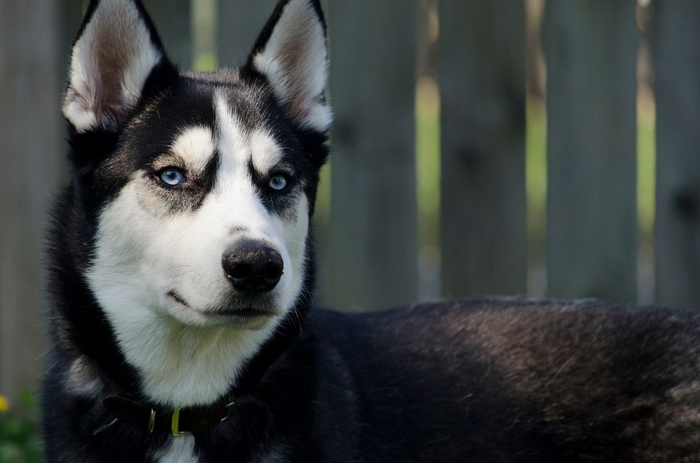 Standing elegant husky, close up face shot. Original public domain image from Wikimedia Commons