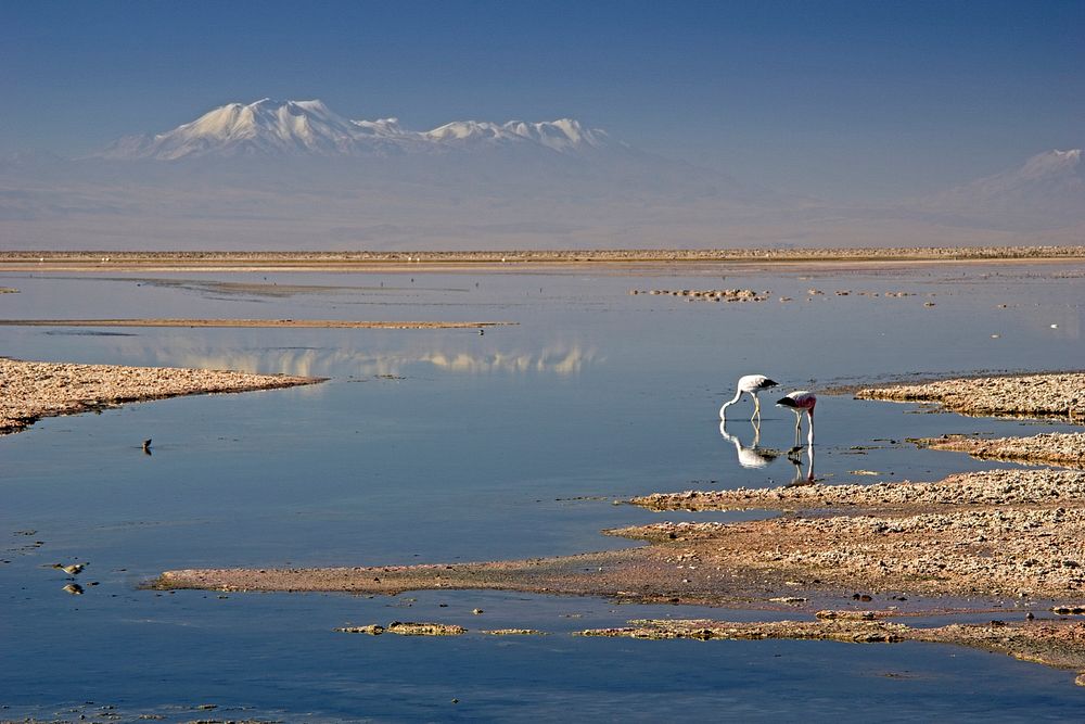 Flamingos feeding in this salt lake south of San Pedro de Atacama in Northern Chile with the snow capped Andes in the…