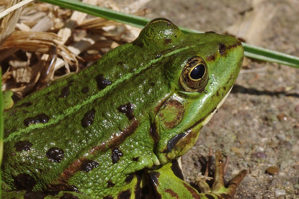 Green frog. Original public domain image from Wikimedia Commons