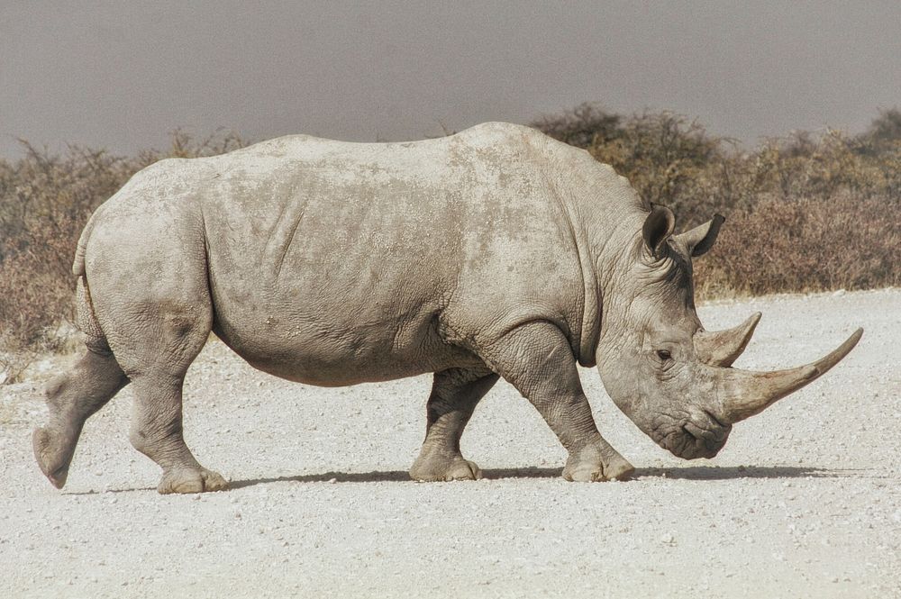 White rhino full body in Etosha National Park. Original public domain image from Wikimedia Commons