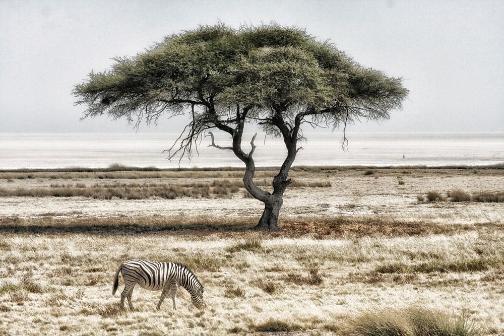 View of Etosha pan. Original public domain image from Wikimedia Commons