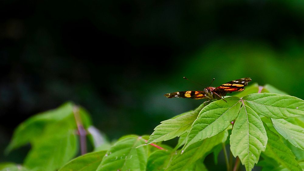 Butterfly resting its wings a moment. Original public domain image from Wikimedia Commons