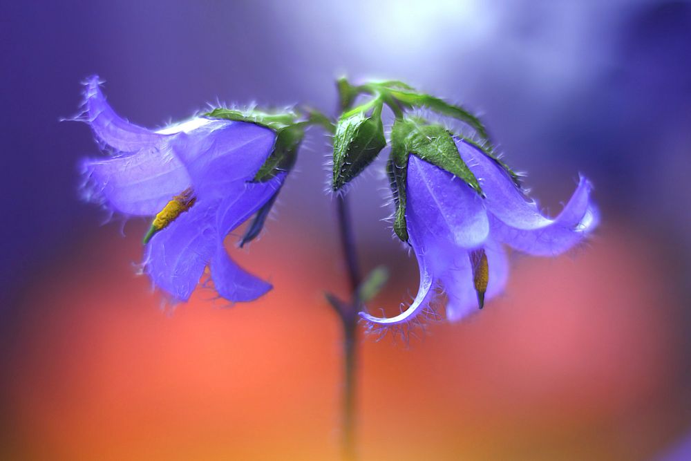 Beautiful purple irises. Original public domain image from Wikimedia Commons