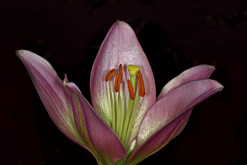 Pink lily. Original public domain image from Wikimedia Commons