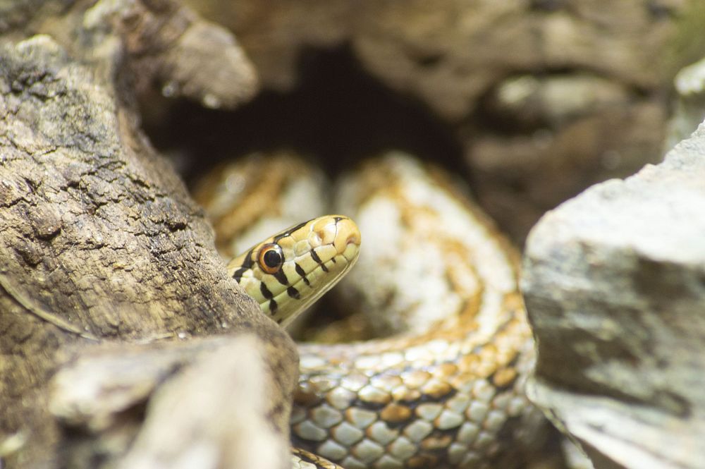 Pantherophis guttatus in zoo. Original public domain image from Wikimedia Commons