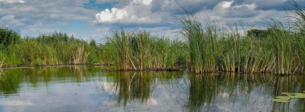 Pond, cloudy sky and a majestic reed. Calm and relax. Original public domain image from Wikimedia Commons