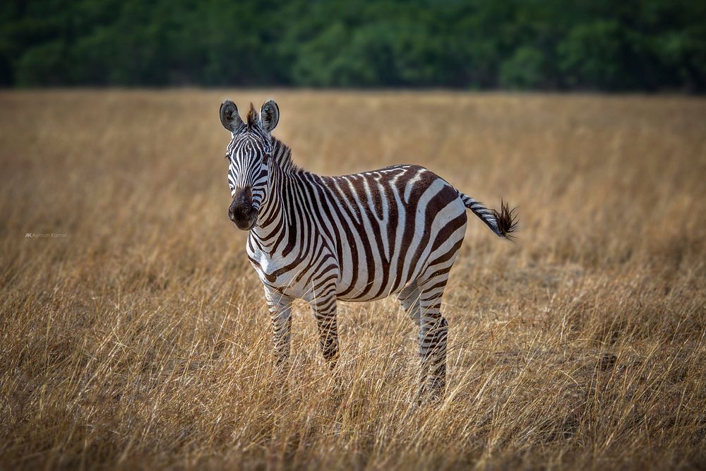 Zebra. Original public domain image from Wikimedia Commons