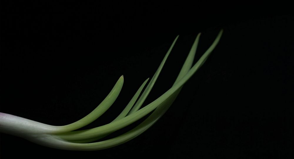 Onion Leaf. Original public domain image from Wikimedia Commons