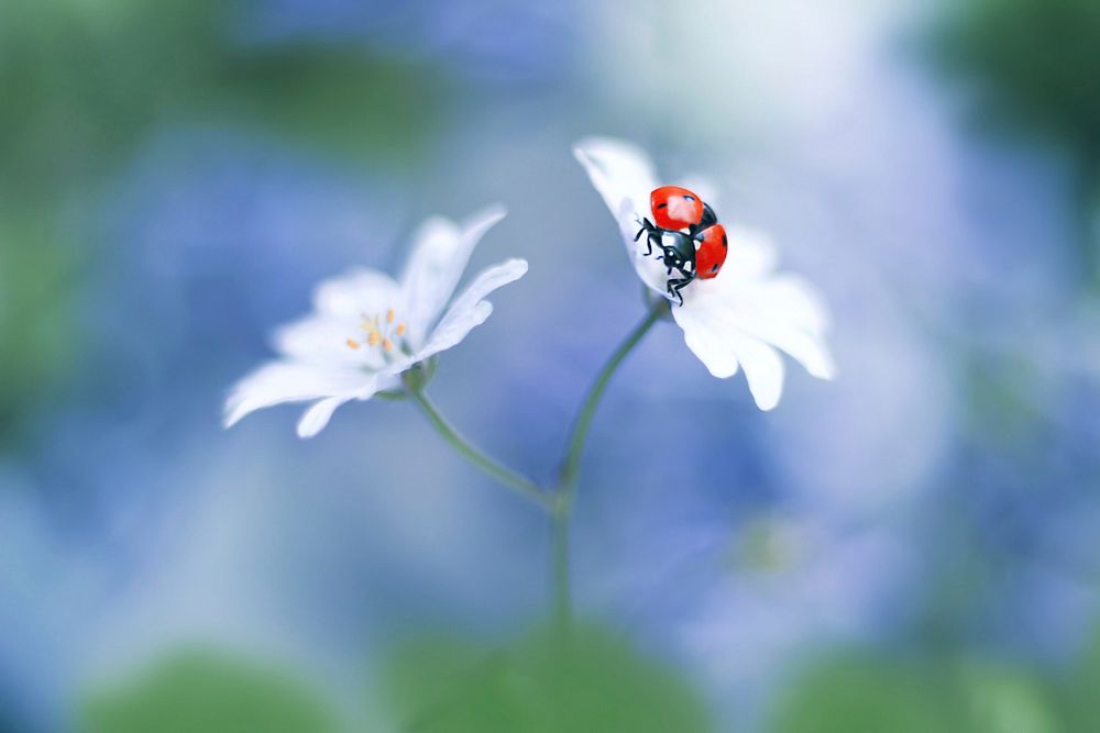 Ladybug. Original public domain image from Wikimedia Commons
