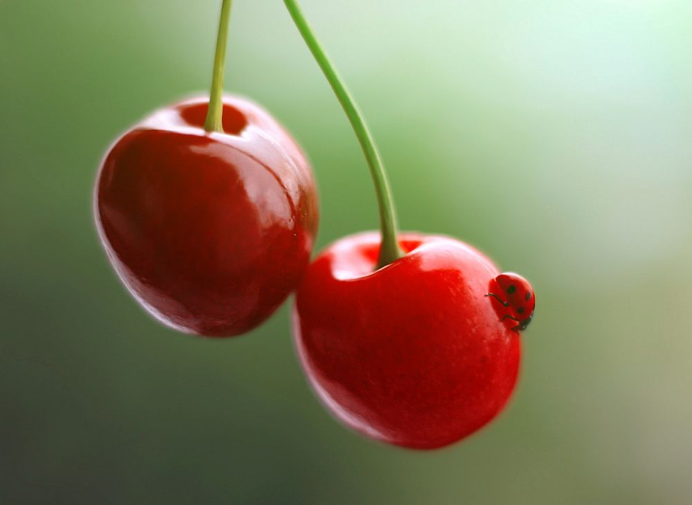 Wild Cherry. Original public domain image from Wikimedia Commons