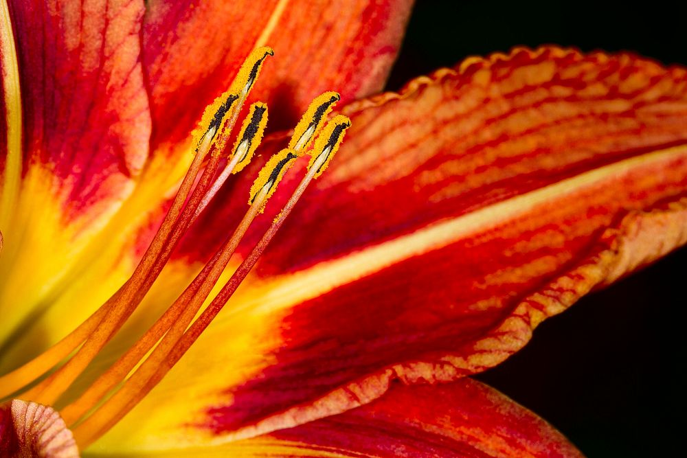 Lily. Original public domain image from Wikimedia Commons