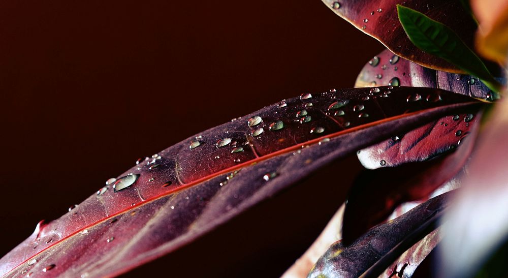 Water drops on a leaf. Original public domain image from Wikimedia Commons