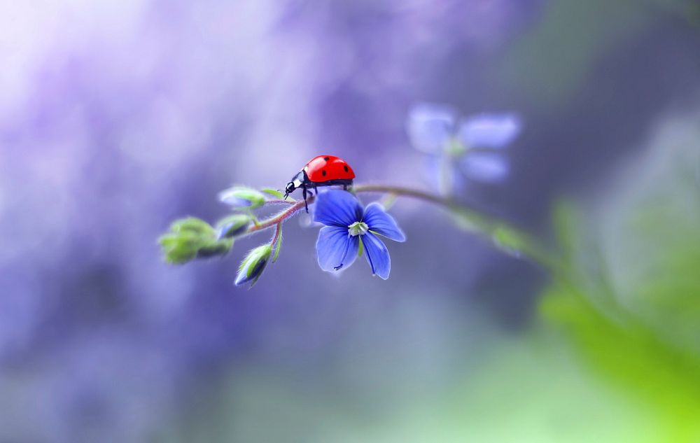 Ladybug. Original public domain image from Wikimedia Commons