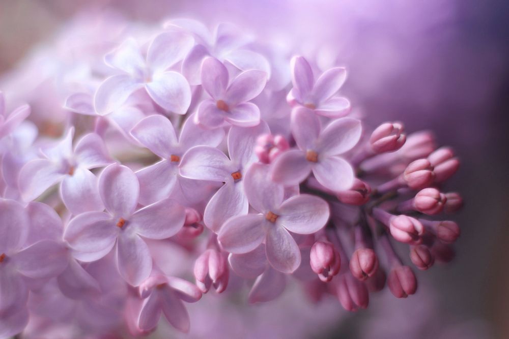 Pink lilac. Original public domain image from Wikimedia Commons